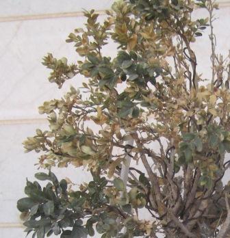 تصویر پرسش و پاسخ گیاه